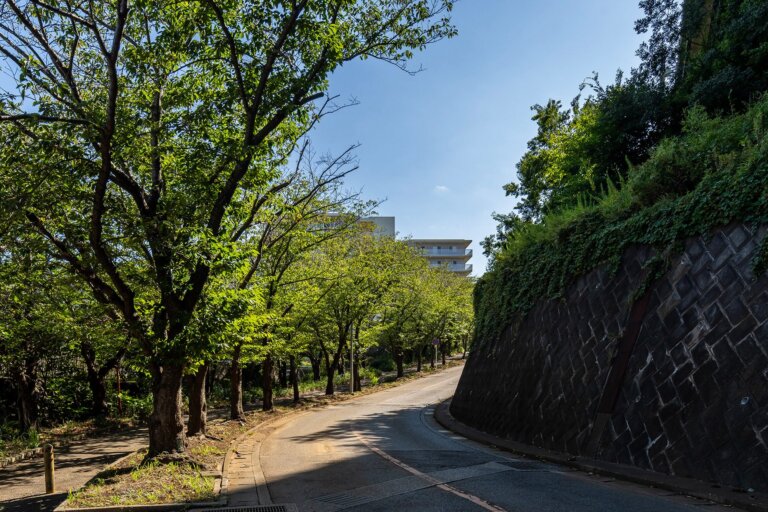 マンション前面道路は春には桜並木