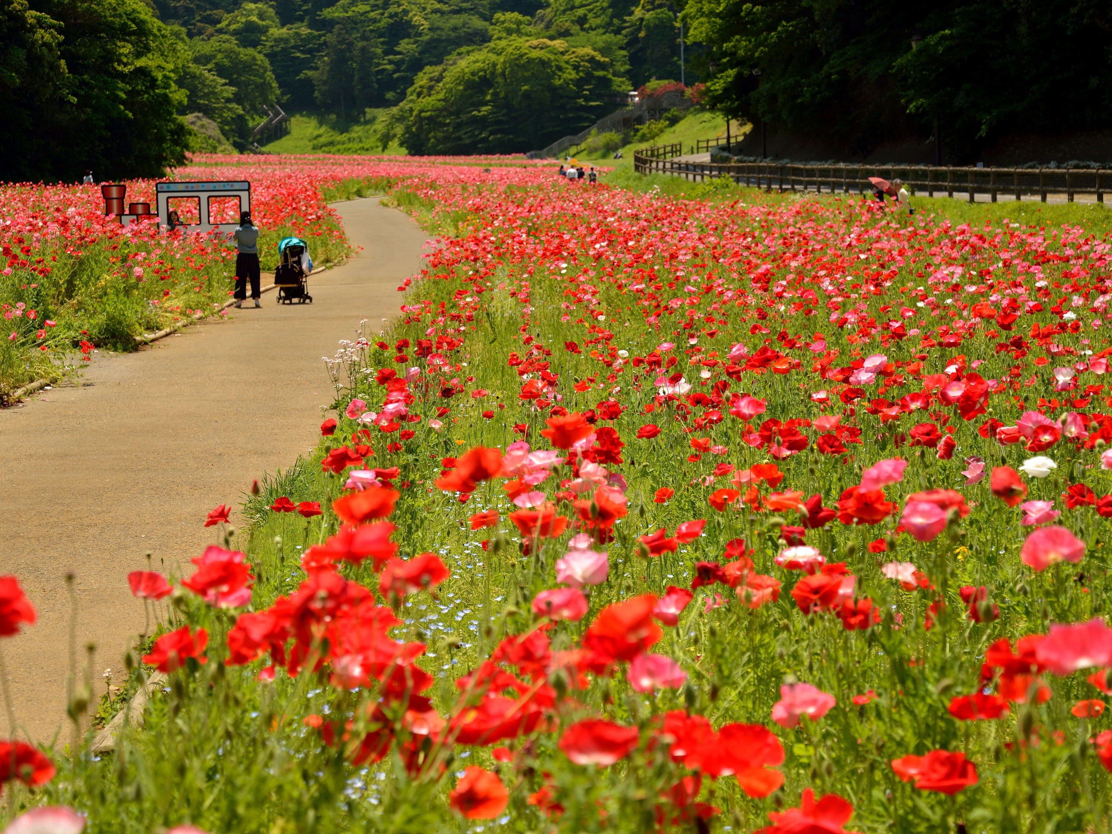くりはま花の国まで徒歩3分(240m)